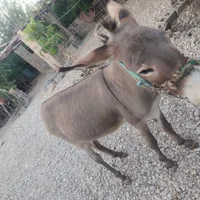 الاغ نر 3ساله