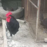 خروس استرالوپ