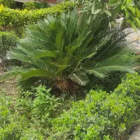 سیکاس ۱۵ ساله دو عدد