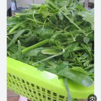 پاک کردن سبزی خورشتی خوردن