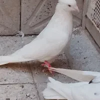 سه طوق کفتر فروشی