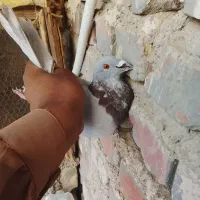 کبوتر گرفتنی