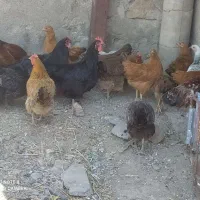 مرغ و جوجه