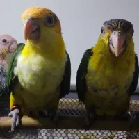 جوجه کایک سرنارنجی