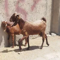 بز دورگ پاکستانی کهر دار