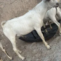 کهره نر
