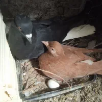 کبوتر معامله با اکانت فری فایر