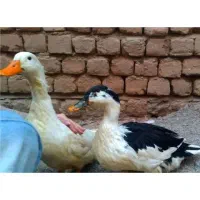 اردک|حیوانات مزرعه|قم, قلعه کامکار|دیوار