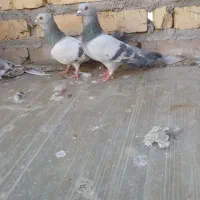 کبوتر نروماده