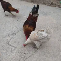 فروش خروس محلی اصل