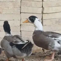 اردک نر