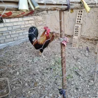 فروش مرغ