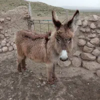 کره الاغ ماده