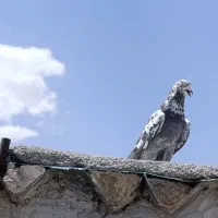 نر پرش سنگین معاوضه با سهره نر بخون
