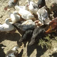 غاز|حیوانات مزرعه|یاسوج, |دیوار