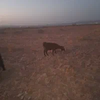 بز ۵ساله چاق