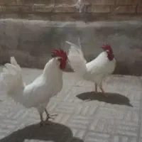خروس