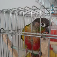 گرینچک یه ساله  سخنگو