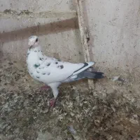 فروش ۶عدد کفتر
