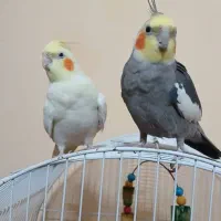 عروس هلندی