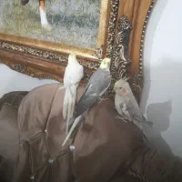 عروس هلندی