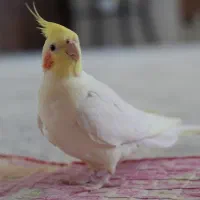 عروس هلندی گمشده «کاکولی» + مژدگانی