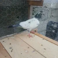 کبوتر پرشی بالای ۵ساعت