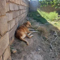 باسلام خدمت شما دوستان سگ ۳سال