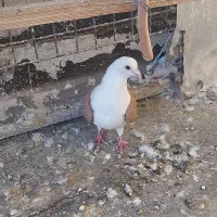 کفتر پلاکی نر جوون سلامت