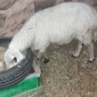 یک عدد میش چاق