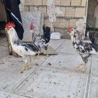 نیمچه مرغ برهما آمروکانو تخم آبی،سبرایت،خروس گلین