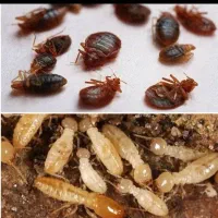 سمپاشی تخصصی صادقیه فردوس اکباتان باغ فیض پونک