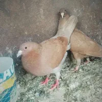 کفتر ماده