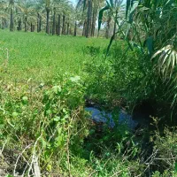 فروش بذر یونجه محلی