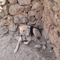 حیوانات
