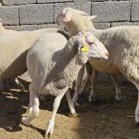 بره نر لاکن