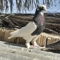 کفتر