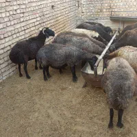 میش بز  بره شیشک قصر قوچ بزغاله