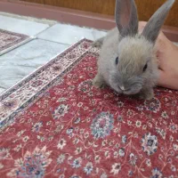 خرگوش|موش و خرگوش|بوکان, |دیوار