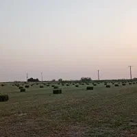 یونجه
