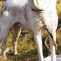 سگ پژدر