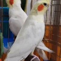 عروس گل گلدون خونه