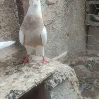 طوقی آجری
