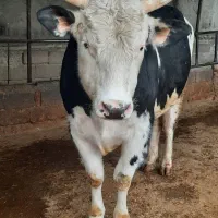 ۳ دست گوساله فروشی سرک دار