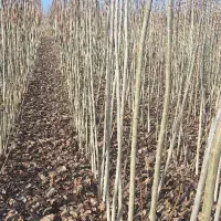 فروش نهال صنوبر