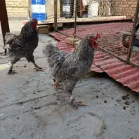 خریداری
