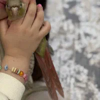 گم شده طوطی گرینچیک
