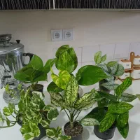چهارتا گل ۲۰۰ دونه آیی ۵۰ حیاط ارسال رایگان
