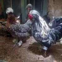 مرغ و خروس لهستانی وارداتی