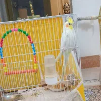 عروس هلندی نرلوتینو سخنگو